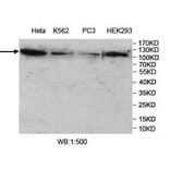 VprBP Antibody from Signalway Antibody (39965) - Antibodies.com