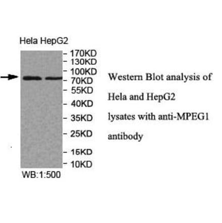 MPEG1 Antibody from Signalway Antibody (39997) - Antibodies.com