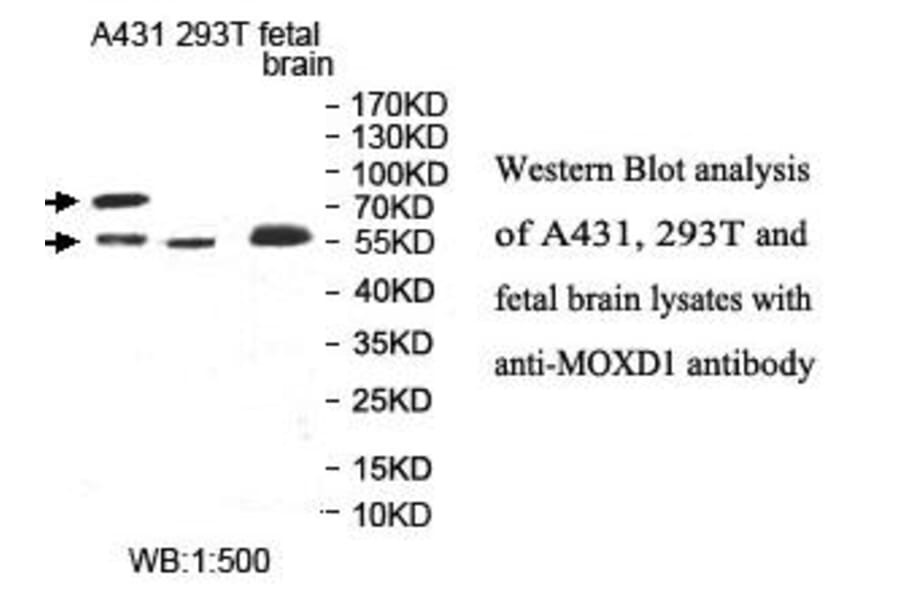 MOXD1 Antibody from Signalway Antibody (39998) - Antibodies.com
