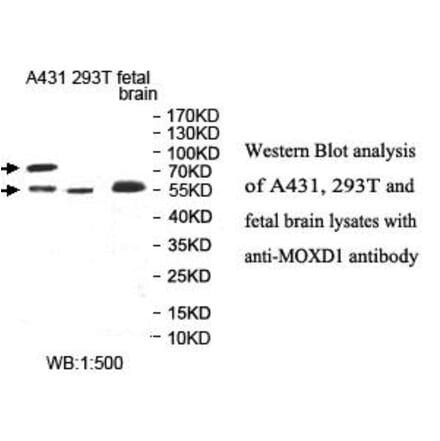 MOXD1 Antibody from Signalway Antibody (39998) - Antibodies.com