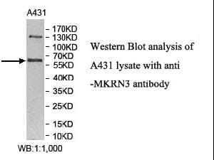 Anti-MKRN3 Antibody