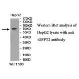 GFPT2 Antibody from Signalway Antibody (40023) - Antibodies.com