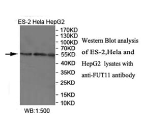 FUT11 Antibody from Signalway Antibody (40033) - Antibodies.com