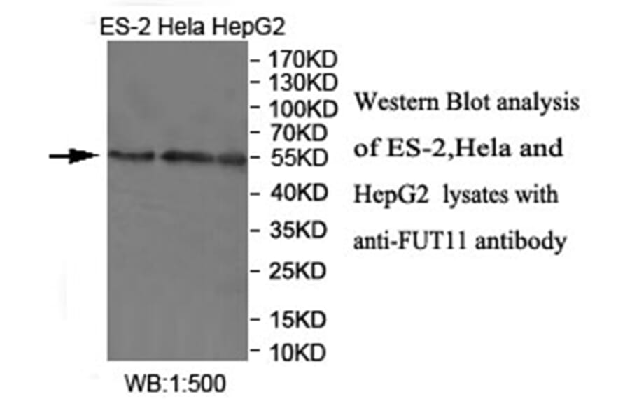 FUT11 Antibody from Signalway Antibody (40033) - Antibodies.com