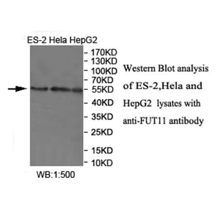 FUT11 Antibody from Signalway Antibody (40033) - Antibodies.com