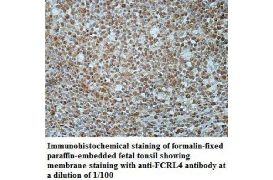 FCRL4 Antibody from Signalway Antibody (40042) - Antibodies.com