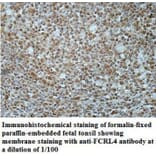 FCRL4 Antibody from Signalway Antibody (40042) - Antibodies.com