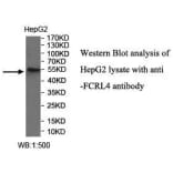 FCRL4 Antibody from Signalway Antibody (40042) - Antibodies.com
