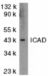 Western blot - ICAD Antibody from Signalway Antibody (24035) - Antibodies.com