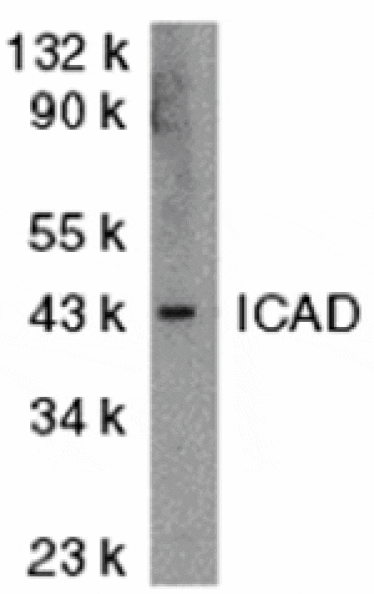 Western blot - ICAD Antibody from Signalway Antibody (24035) - Antibodies.com