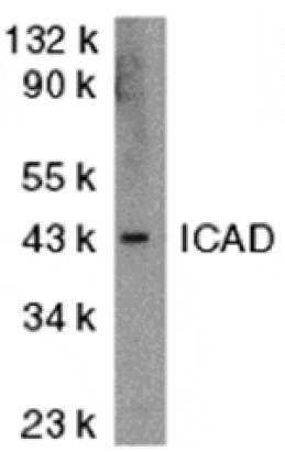 Western blot - ICAD Antibody from Signalway Antibody (24035) - Antibodies.com