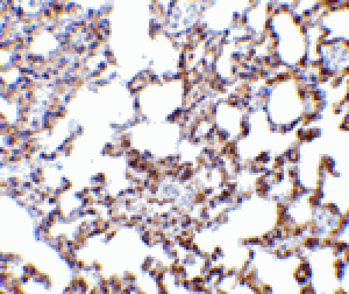 Immunohistochemistry - SnoN Antibody from Signalway Antibody (24101) - Antibodies.com