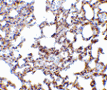 Immunohistochemistry - SnoN Antibody from Signalway Antibody (24101) - Antibodies.com