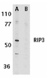 Western blot - RIP3 Antibody from Signalway Antibody (24109) - Antibodies.com