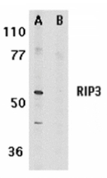 Western blot - RIP3 Antibody from Signalway Antibody (24109) - Antibodies.com