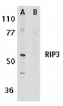 Western blot - RIP3 Antibody from Signalway Antibody (24109) - Antibodies.com