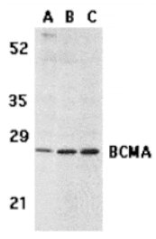 Western blot - BCMA Antibody from Signalway Antibody (24132) - Antibodies.com
