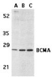 Western blot - BCMA Antibody from Signalway Antibody (24132) - Antibodies.com