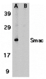 Western blot - Smac Antibody from Signalway Antibody (24133) - Antibodies.com