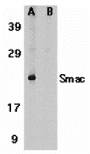 Western blot - Smac Antibody from Signalway Antibody (24133) - Antibodies.com