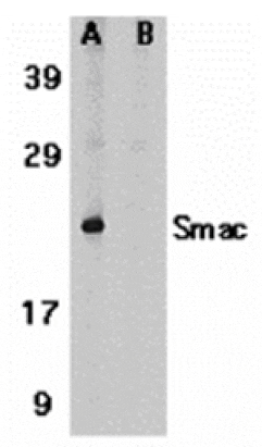 Western blot - Smac Antibody from Signalway Antibody (24133) - Antibodies.com