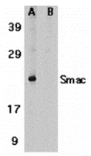 Western blot - Smac Antibody from Signalway Antibody (24133) - Antibodies.com