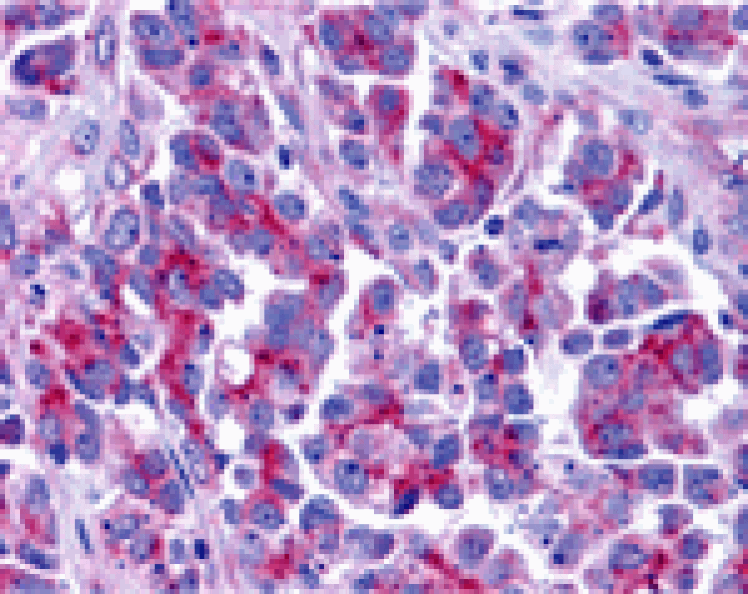 Immunohistochemistry - Smac Antibody from Signalway Antibody (24133) - Antibodies.com