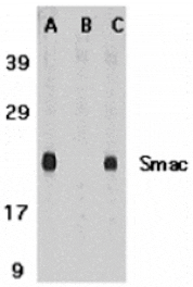 Western blot - Smac Antibody from Signalway Antibody (24134) - Antibodies.com