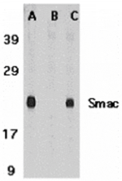 Western blot - Smac Antibody from Signalway Antibody (24134) - Antibodies.com