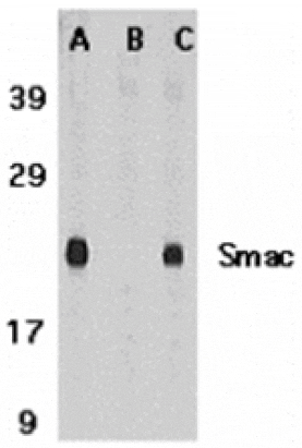 Western blot - Smac Antibody from Signalway Antibody (24134) - Antibodies.com