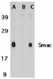 Western blot - Smac Antibody from Signalway Antibody (24134) - Antibodies.com