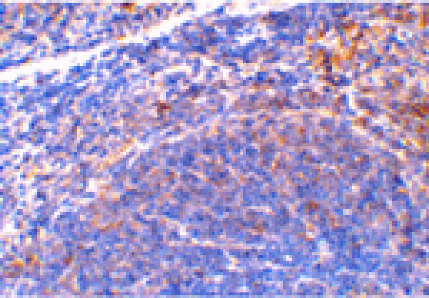 Immunohistochemistry - Smac Antibody from Signalway Antibody (24134) - Antibodies.com