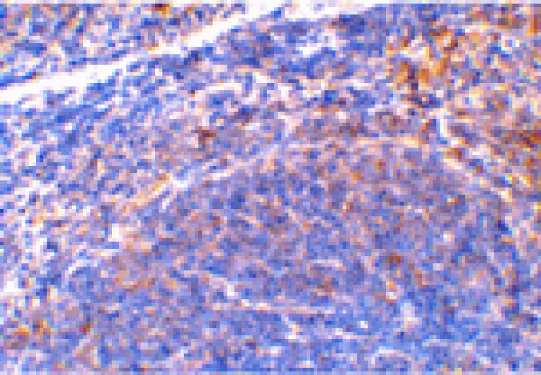 Immunohistochemistry - Smac Antibody from Signalway Antibody (24134) - Antibodies.com