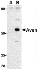 Western blot - Aven Antibody from Signalway Antibody (24135) - Antibodies.com
