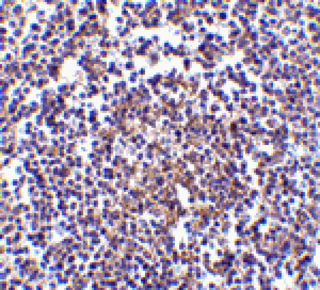 Immunohistochemistry - Aven Antibody from Signalway Antibody (24135) - Antibodies.com