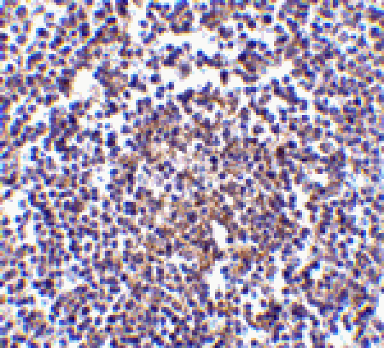 Immunohistochemistry - Aven Antibody from Signalway Antibody (24135) - Antibodies.com
