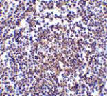 Immunohistochemistry - Aven Antibody from Signalway Antibody (24135) - Antibodies.com