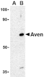 Western blot - Aven Antibody from Signalway Antibody (24137) - Antibodies.com