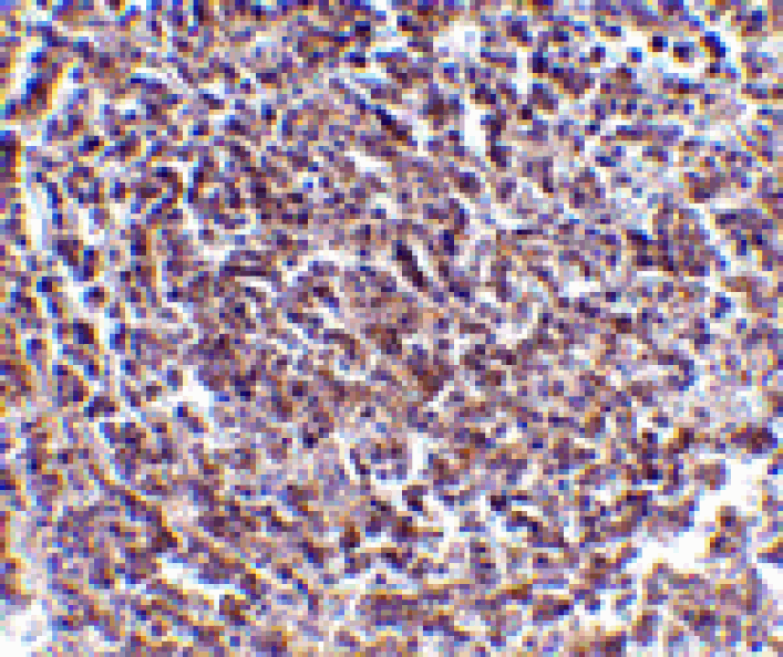 Immunohistochemistry - Aven Antibody from Signalway Antibody (24137) - Antibodies.com