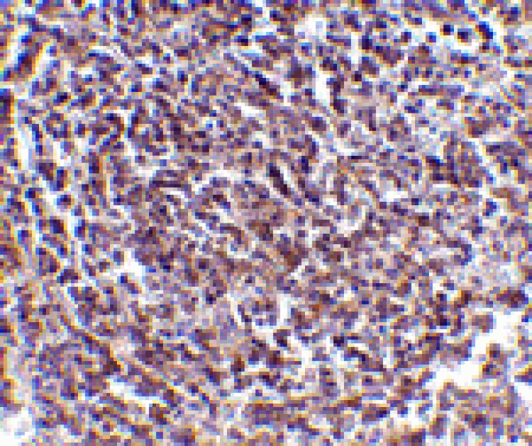Immunohistochemistry - Aven Antibody from Signalway Antibody (24137) - Antibodies.com
