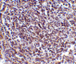 Immunohistochemistry - Aven Antibody from Signalway Antibody (24137) - Antibodies.com
