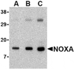 Western blot - Noxa Antibody from Signalway Antibody (24138) - Antibodies.com