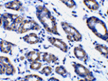 Immunohistochemistry - Noxa Antibody from Signalway Antibody (24138) - Antibodies.com