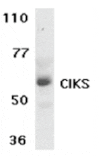 Western blot - CIKS Antibody from Signalway Antibody (24154) - Antibodies.com