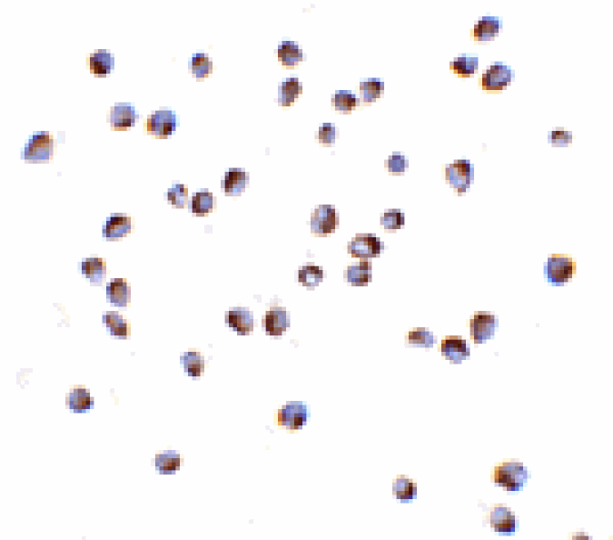 Immunocytochemistry - NOD2 Antibody from Signalway Antibody (24158) - Antibodies.com