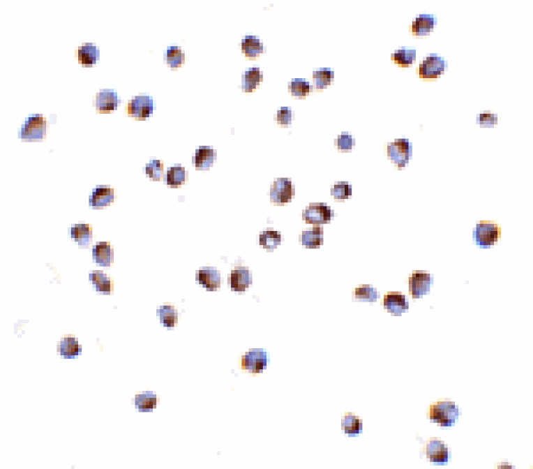 Immunocytochemistry - NOD2 Antibody from Signalway Antibody (24158) - Antibodies.com