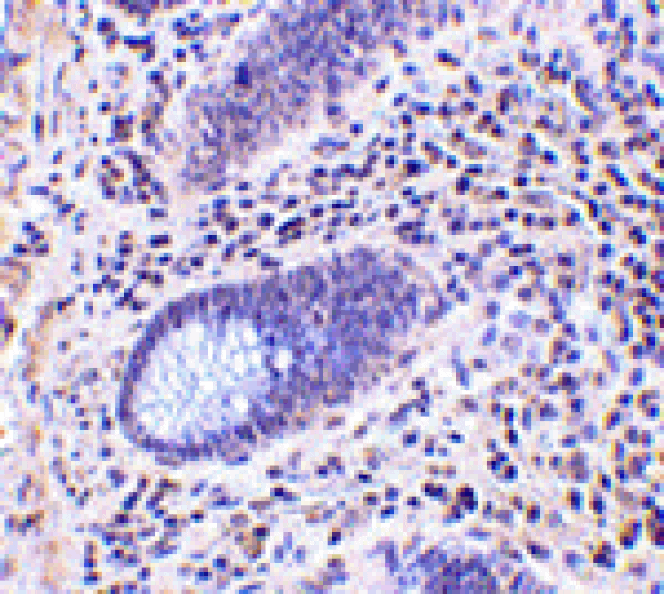 Immunohistochemistry - Lano Antibody from Signalway Antibody (24161) - Antibodies.com