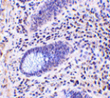 Immunohistochemistry - Lano Antibody from Signalway Antibody (24161) - Antibodies.com