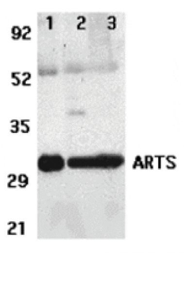 Western blot - ARTS Antibody from Signalway Antibody (24168) - Antibodies.com
