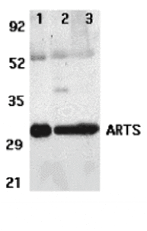Western blot - ARTS Antibody from Signalway Antibody (24168) - Antibodies.com
